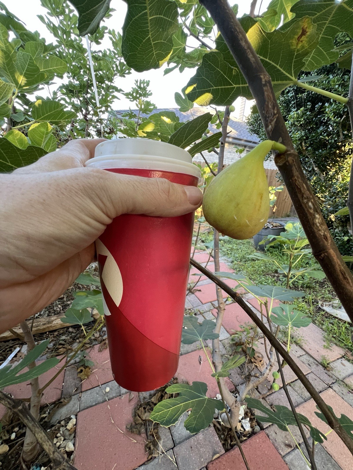 The God Father Fig Tree 🌲