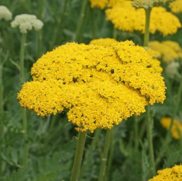Yarrow GOLD Fernleaf Perennial Flowers Medicinal Pollinators Non-GMO 1500 Seeds