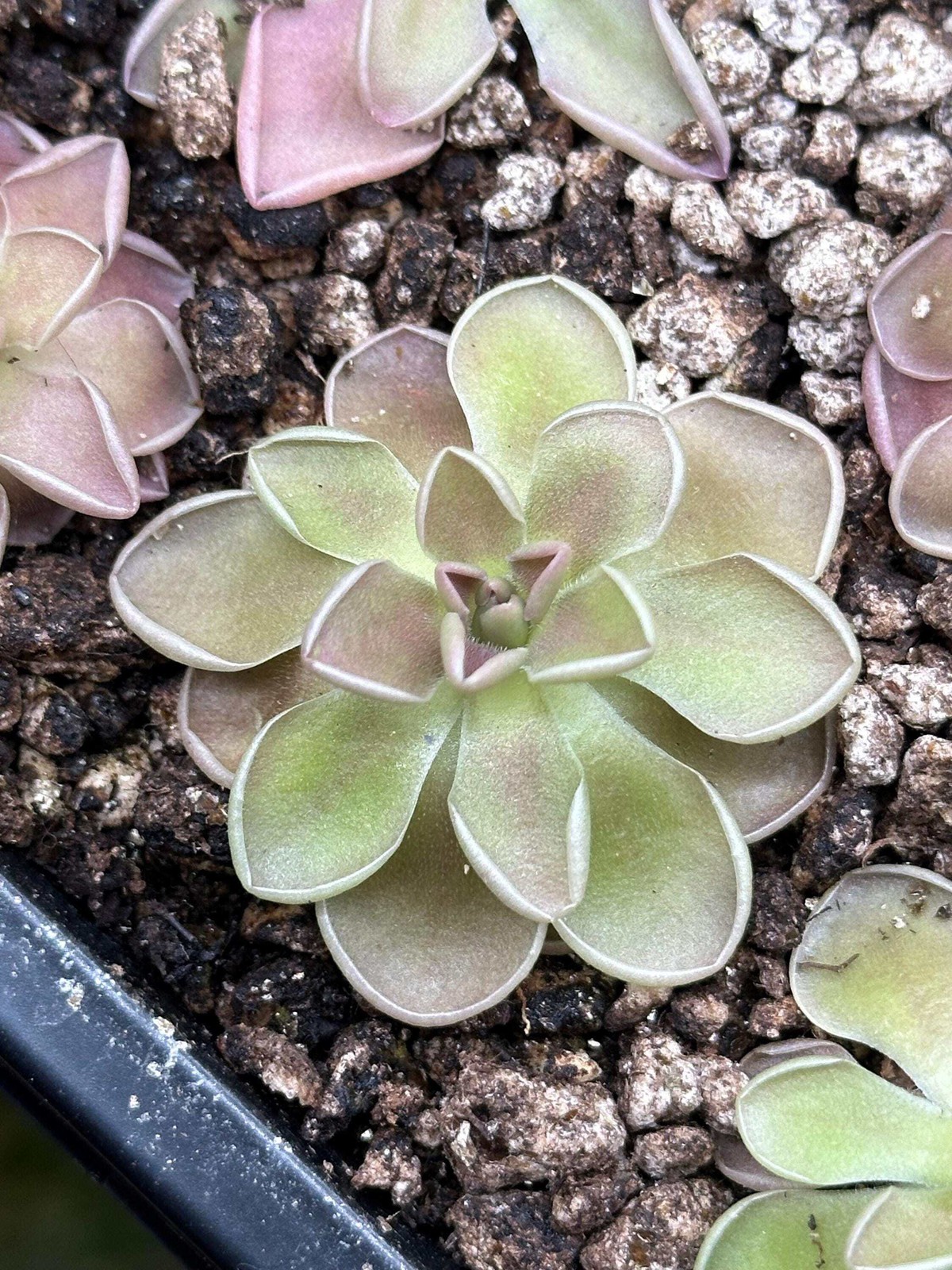 Pinguicula ehlersiae x mesophitica – Live Butterwort Carnivorous Potted Plant