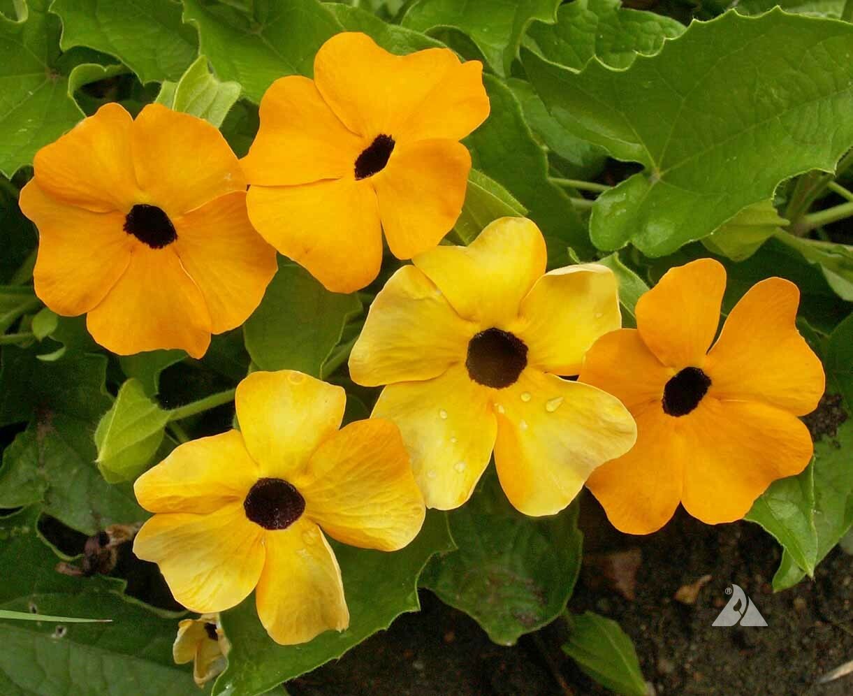 BLACK EYED SUSAN VINE Mixed Colors Tender Perennial Pollinators Non-GMO 25 Seeds