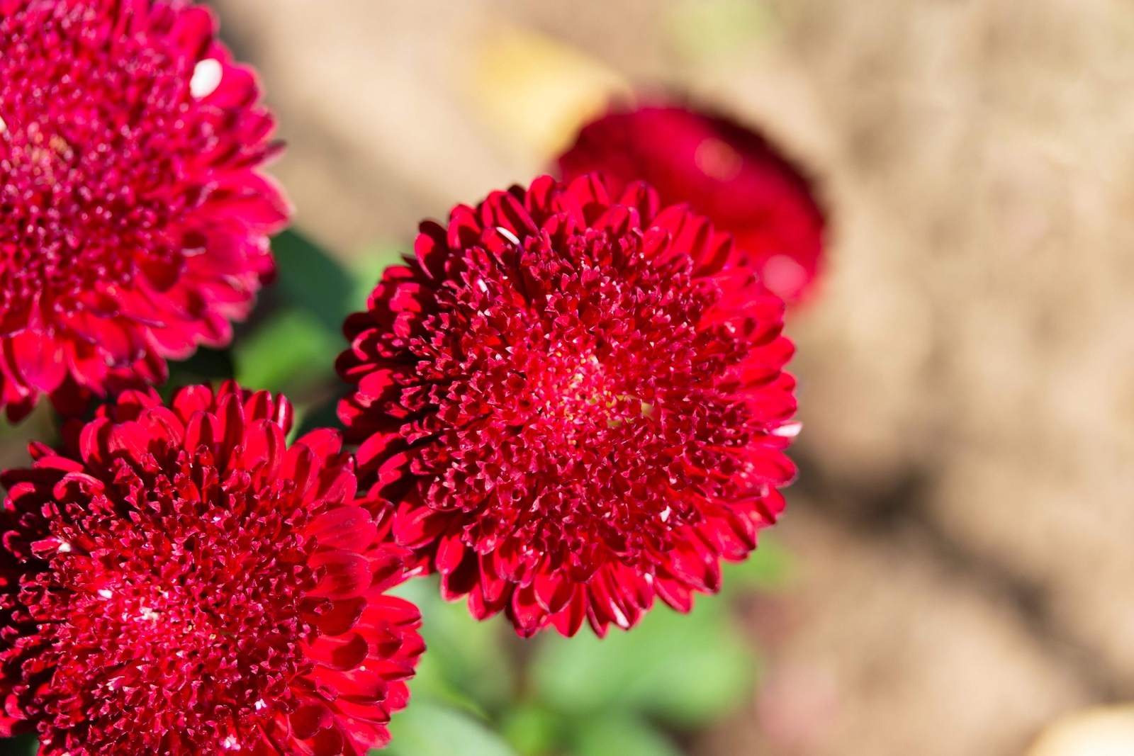 250 RED CHINA ASTER Callistephus Chinensis Flower Seeds *Flat S/H