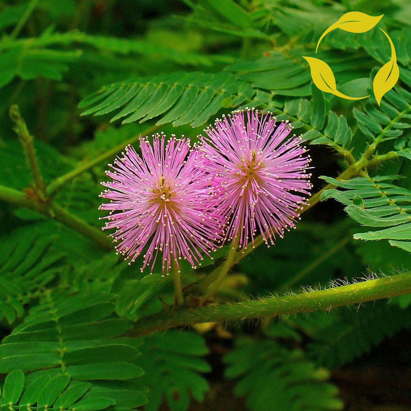 SENSITIVE PLANT Mimosa Pudica 15,25,40,100 SEEDS