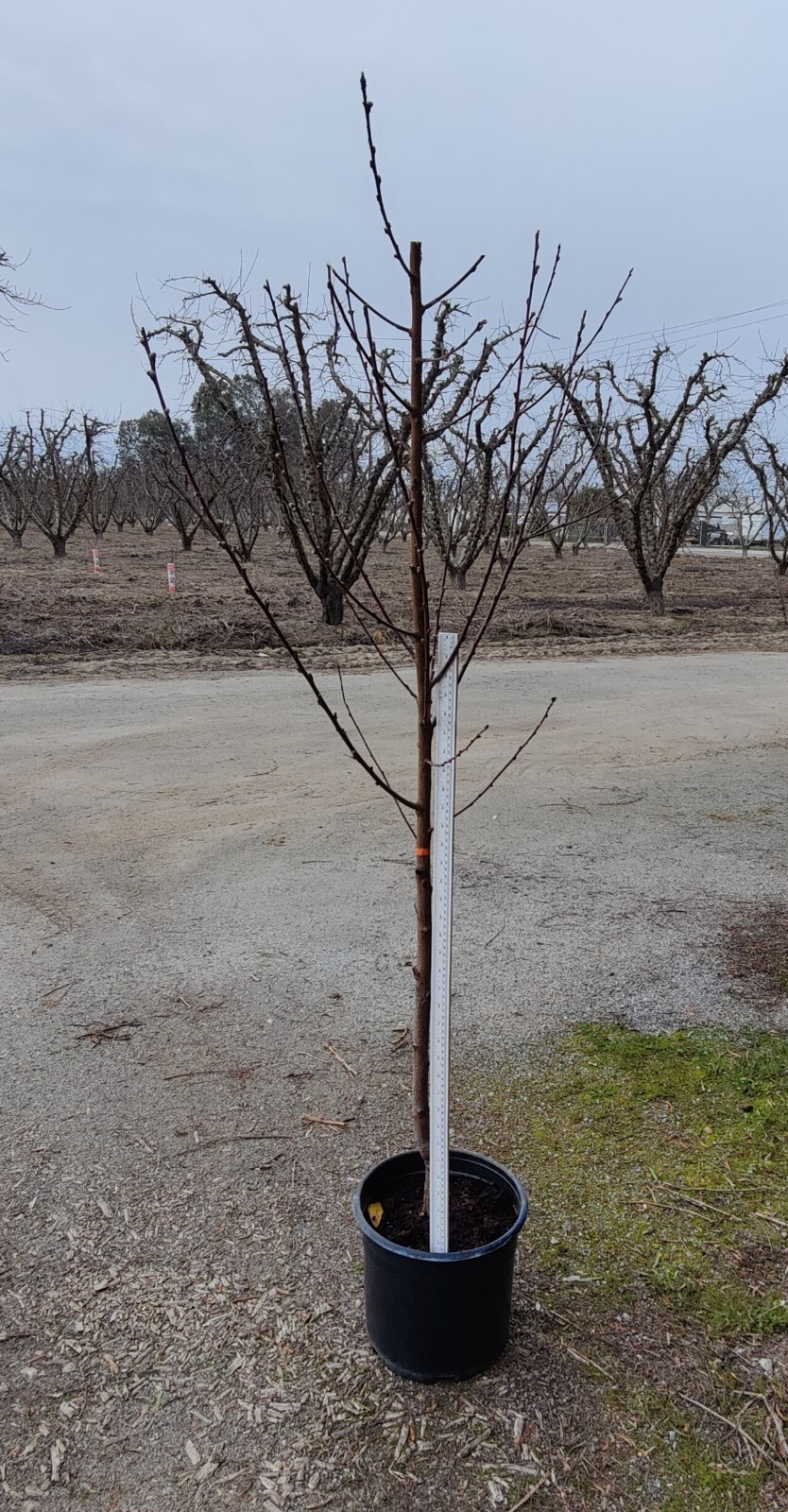 1 (One) Live “BABCOCK PEACH” plant rooted about 36-40″ tall.