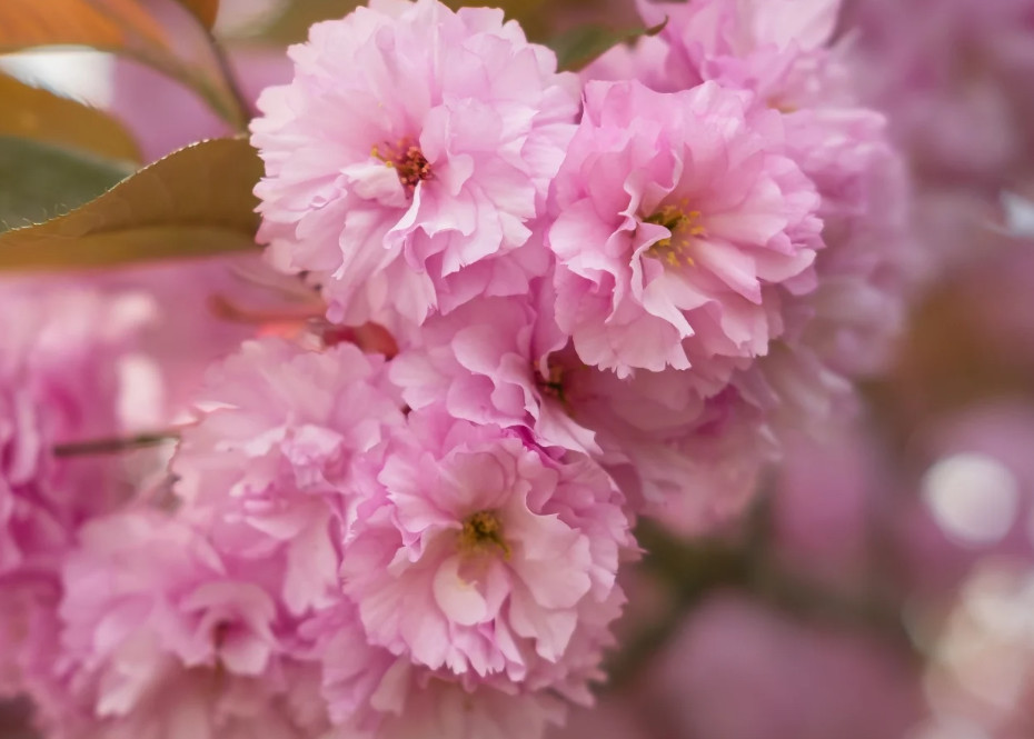 Kwanzan Japanese Cherry Tree – Live Plant in 2.5″ Pot (6–12″ Tall)