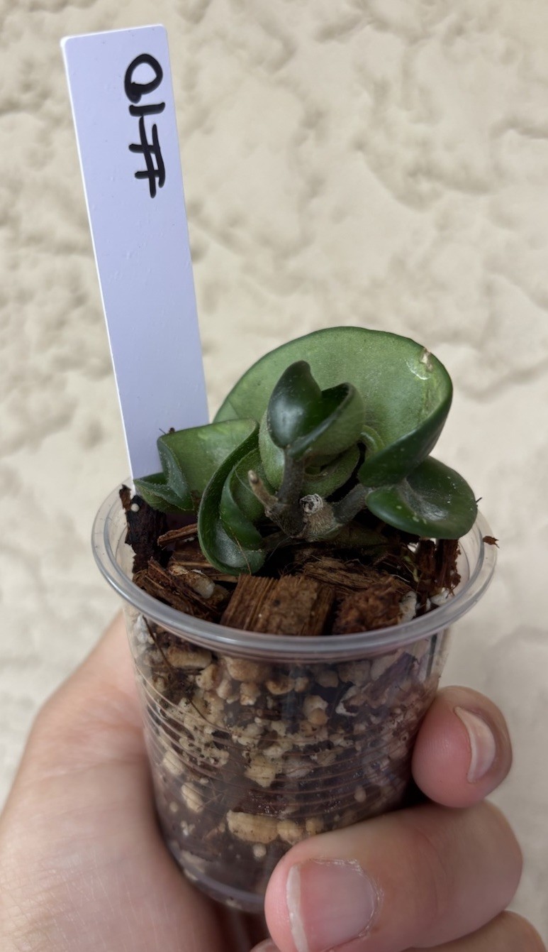 Hoya Hindu rope/ Hoya carnosa compacta / flor de cera/wax plant (#10)