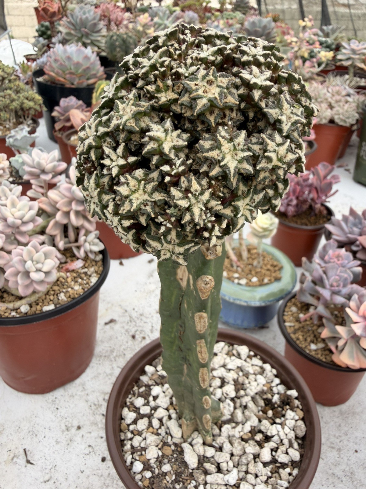 Rare Cactus Grafted