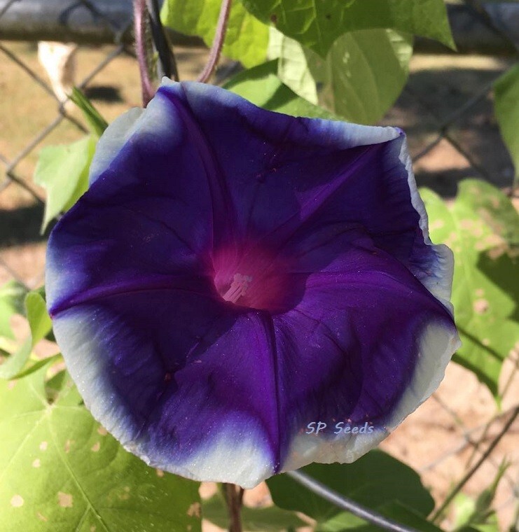 Star of India – Japanese Morning Glory – ipomoea NIL – 6 seeds – Huge blooms!