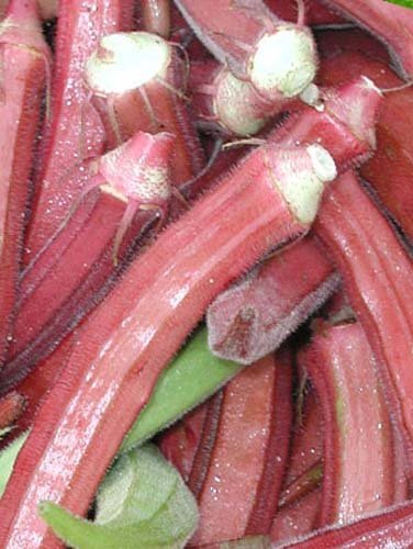 Okra RED Burgundy Great Heirloom Vegetable by Seed Kingdom BULK 5 Lb Seeds