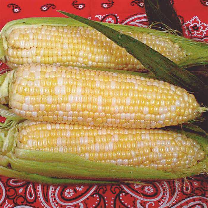 COMBO PACK SWEET CORN 100 SEEDS WHITE AND YELLOW CORN WHITE CORN AND YELLOW CORN
