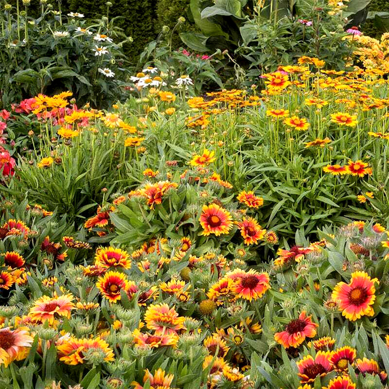 1000+ Annuals & Perennials WildFlower Mix Heirloom Pollinator Non-GMO Fresh Seed