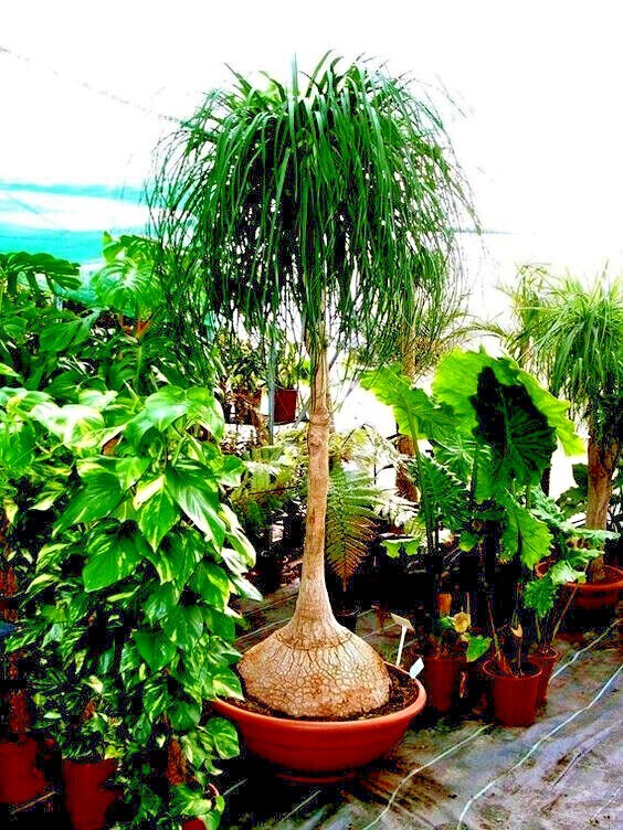 Ponytail Palm Tree Seeds (Beaucarnea recurvata) Elephant Foot Indoor House Plant