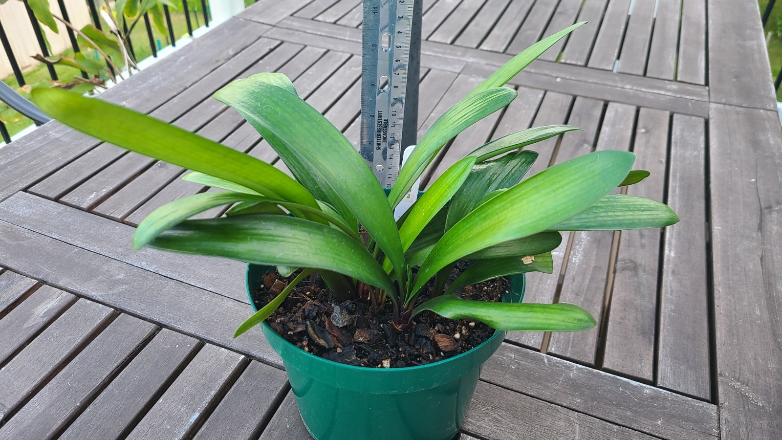 Clivia Noscot x (Nakamura x Fred Gibello) 4-5 leavesl One plant