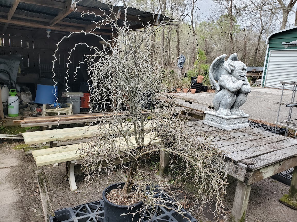 Decarya madagascariensis – Zig Zag Plant – Madagascar – Rooted Lot Dm14