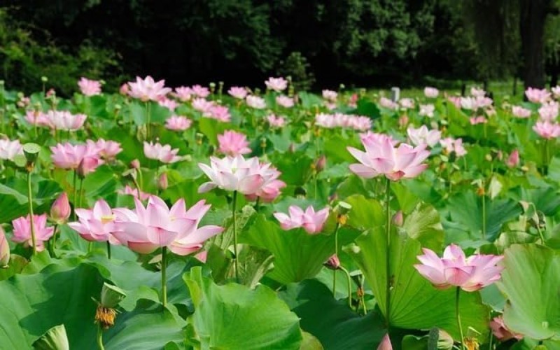 High Germination Mini Lotus Seeds – 160+ Non-GMO Aquatic Plants for All Spaces