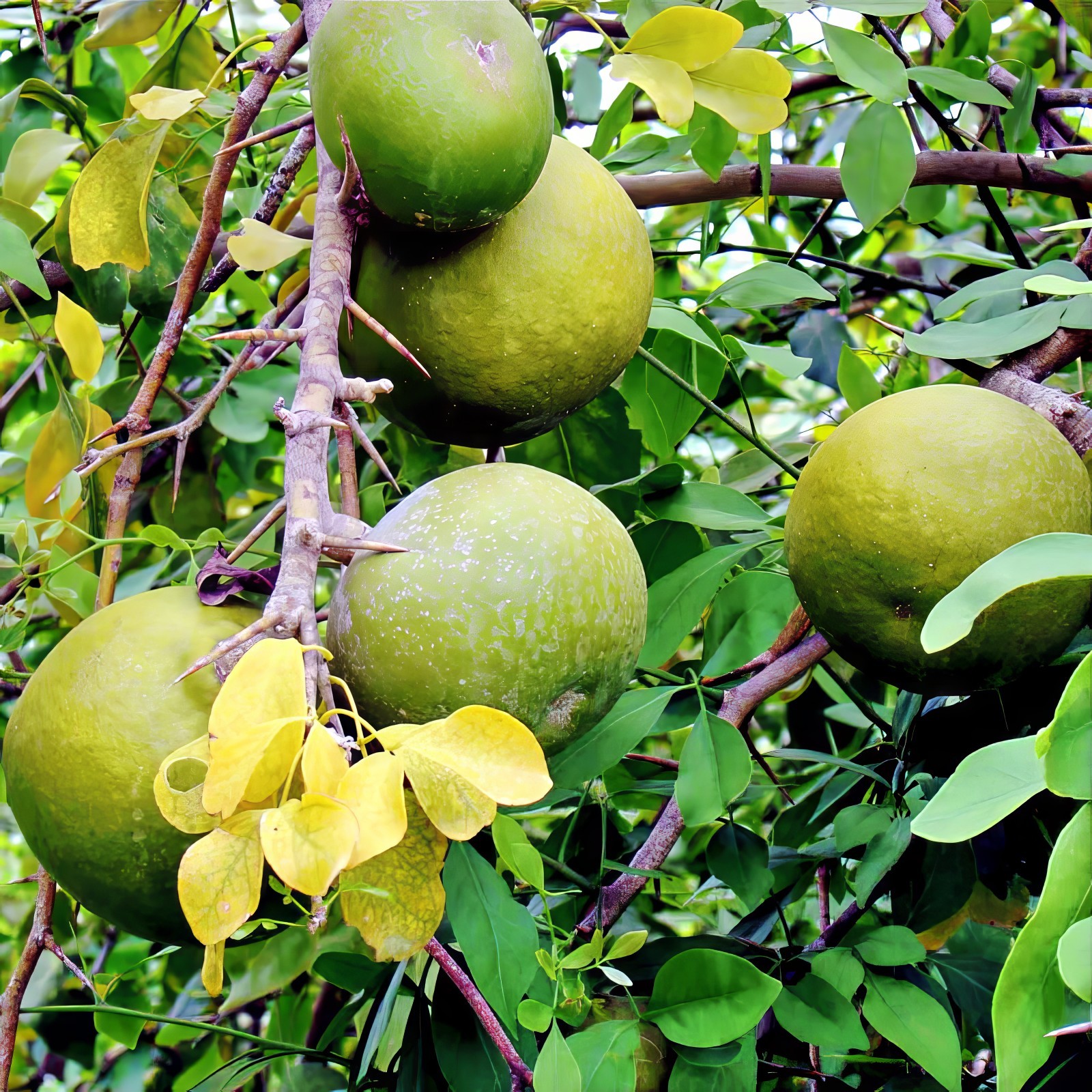 10 Bael Fruit Tree Seeds (Aegle marmelos) Bengal Quince Stone Apple Plant RARE!