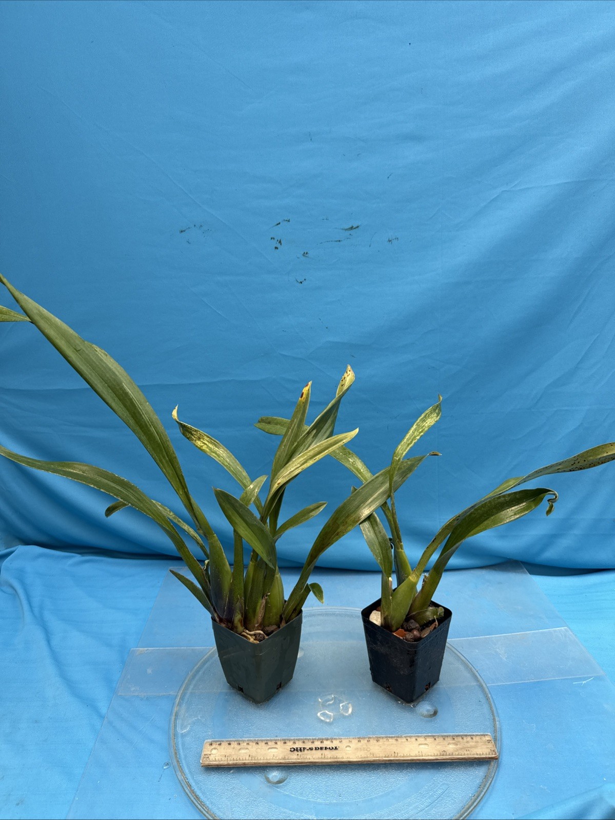 Brassada Memoria Bert Fields BS New Division Orange Spotted Orchid Hybrid 4” Pot