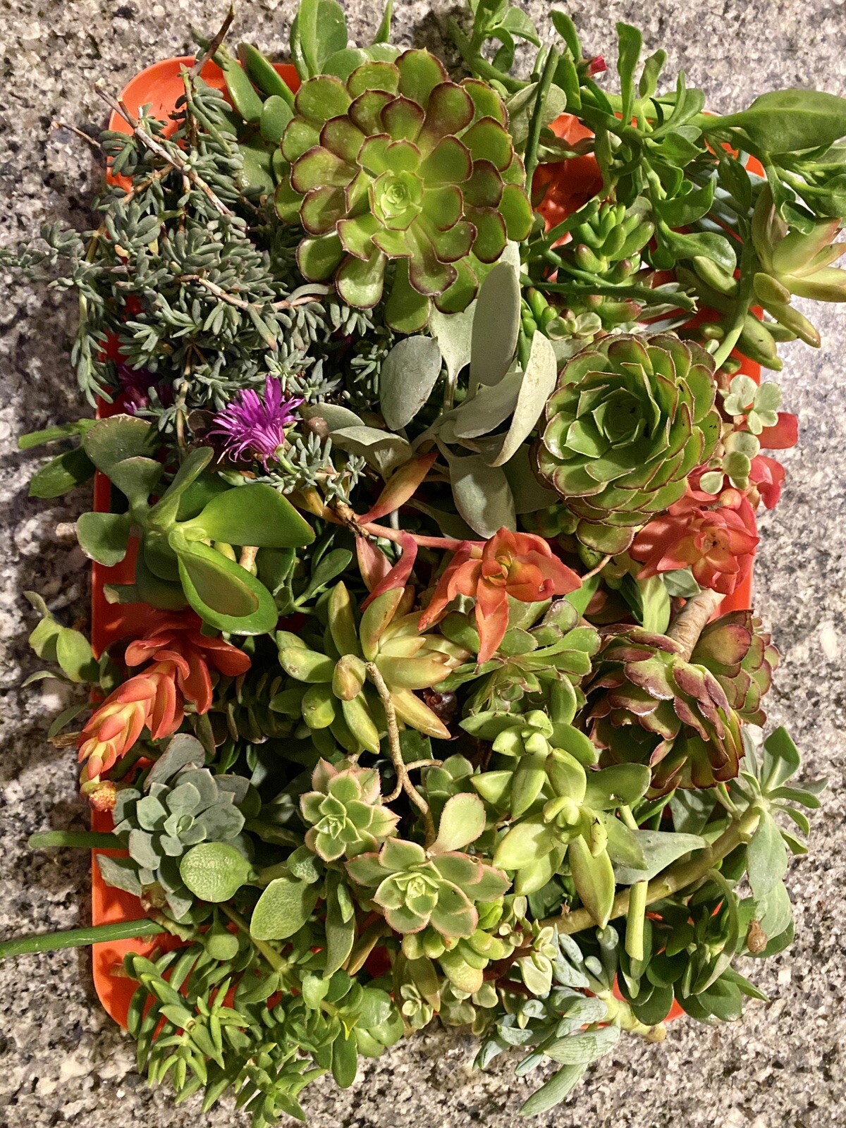 20 Assorted Organic Succulent Cuttings, Plus 2 free cuttings, $17.99