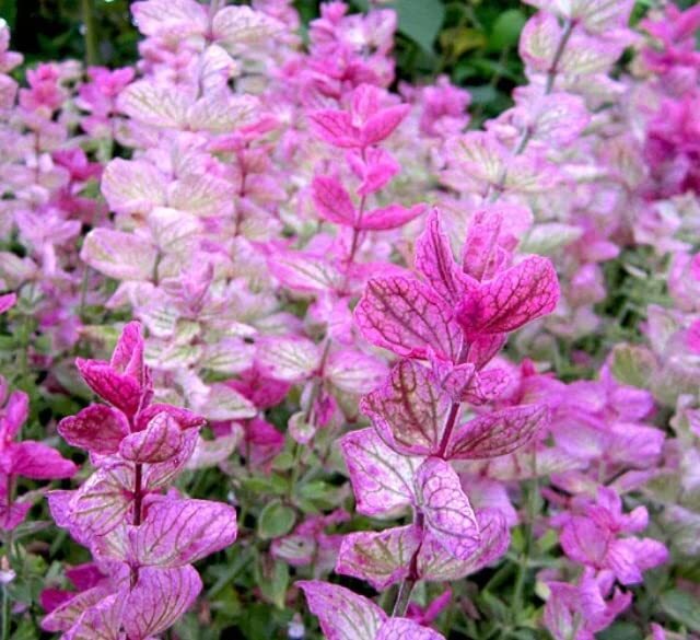 30 Pink Sundae Clary Sage Seeds – Easy to Grow Herb