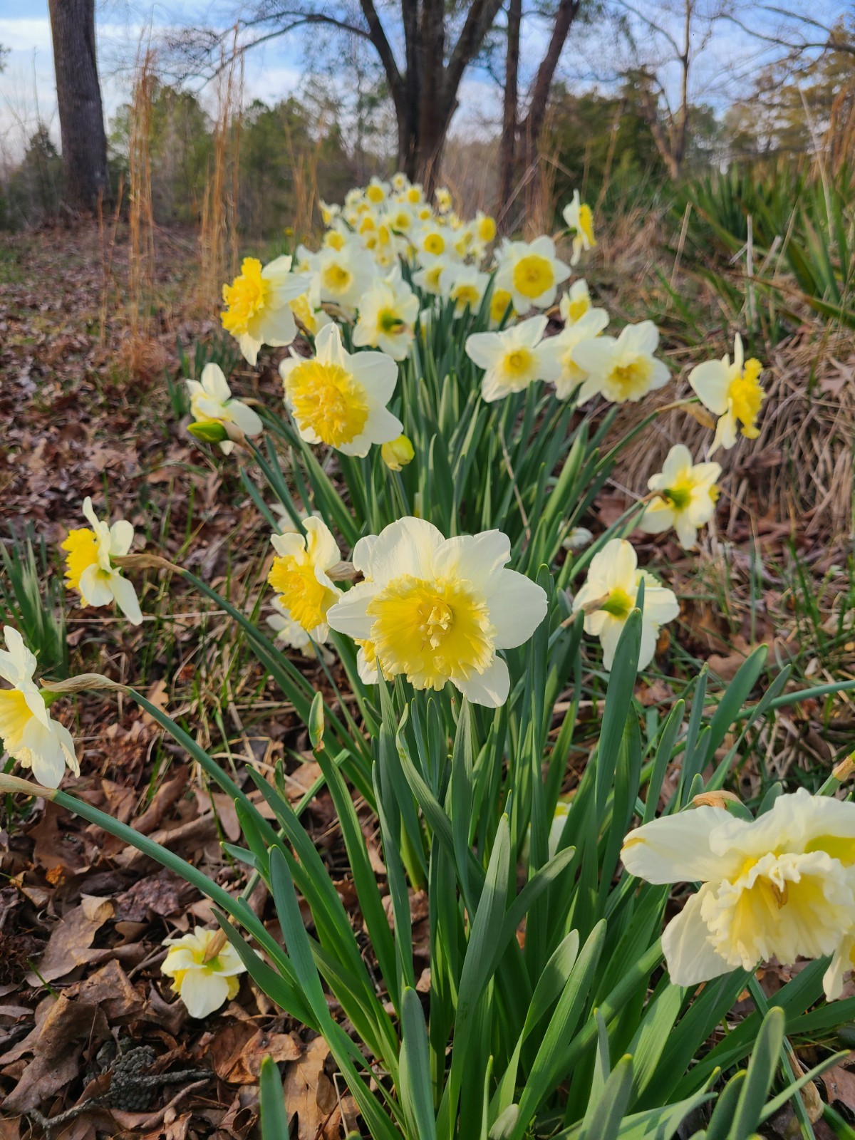 Lot of 10 Daffodil Ice Follies, 10 Bulbs