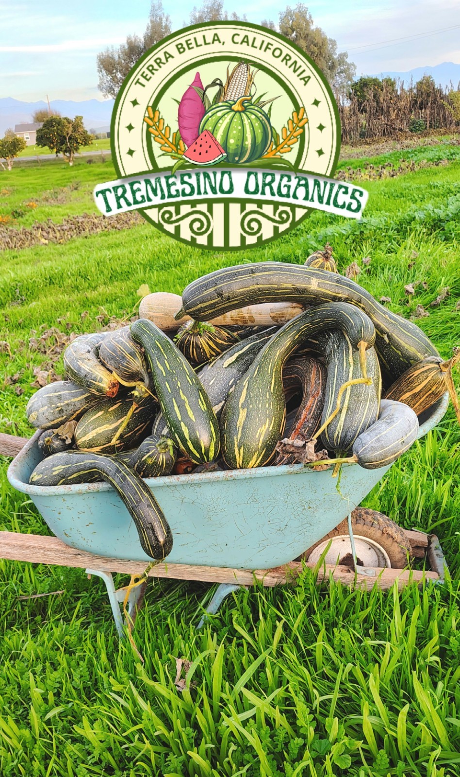 Rare Tropical Long Squash, 15 Seeds- Calabaza Mexicana Para Dulce, 15 Semillas