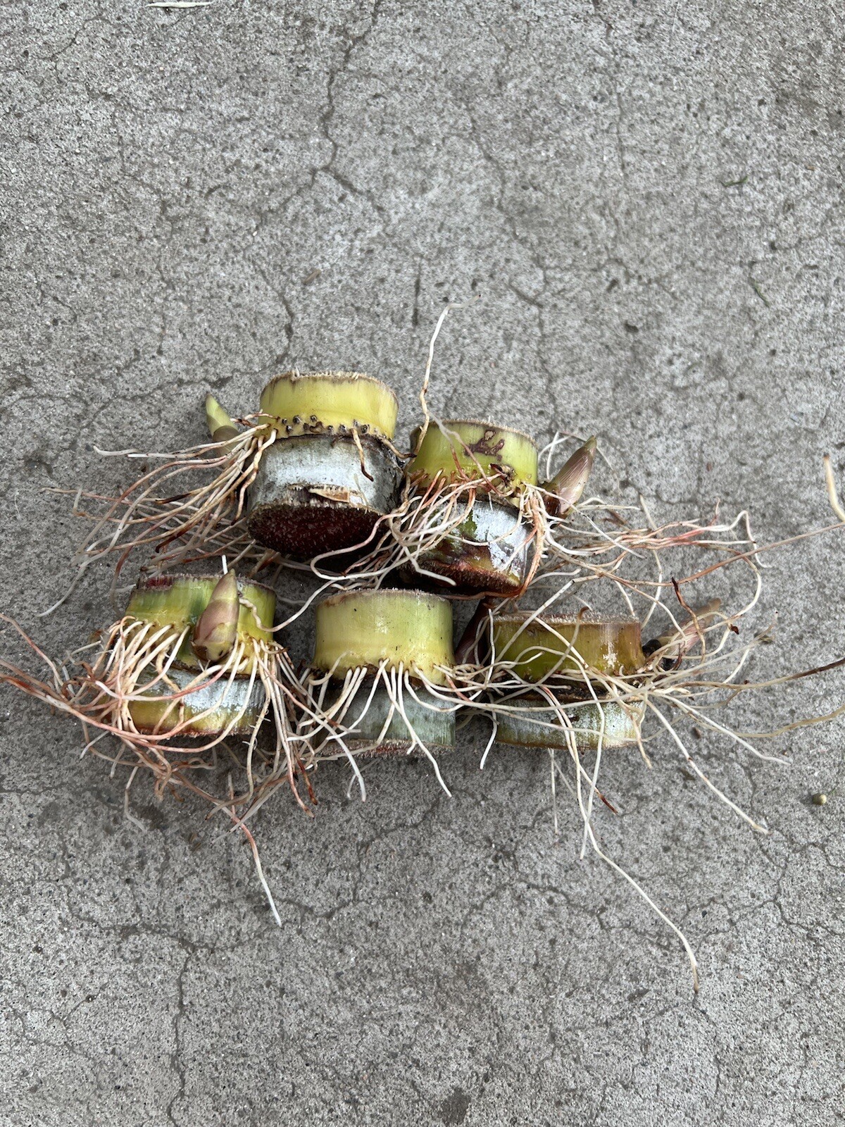 5 Rooted Sugarcane Cutting Tropical Live Plant Ready To Grow