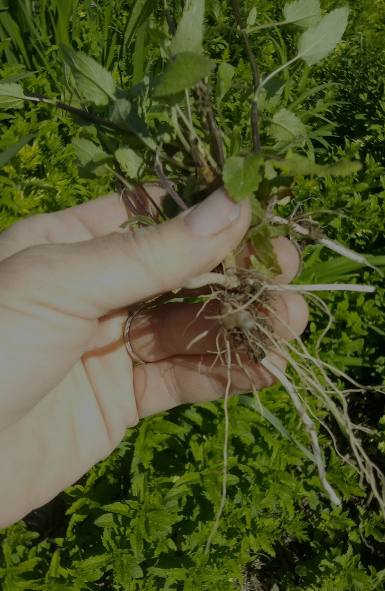10 Florida Betony (Stachys floridana) Root Tubers- Freshly Dug & Ready To Plant