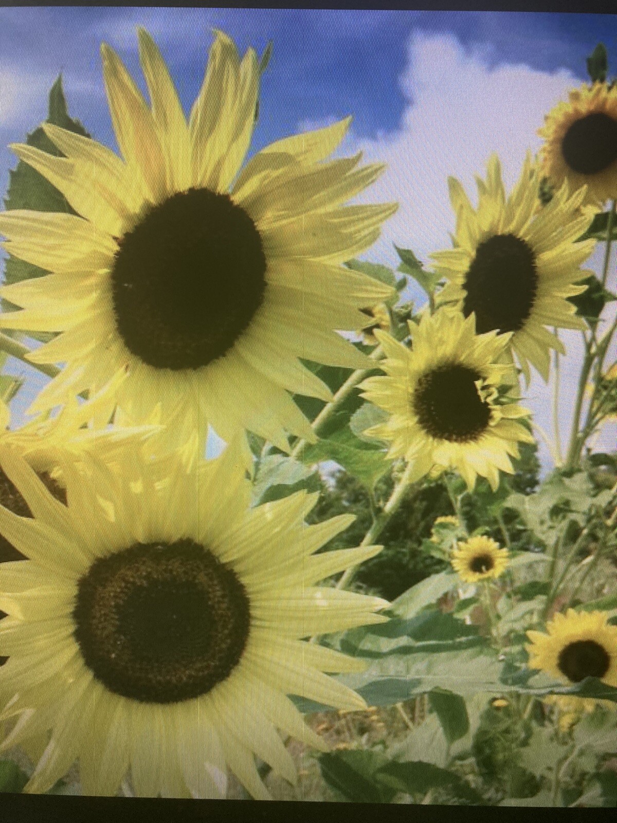 LEMON QUEEN SUNFLOWER NONGMO – 50 Seeds