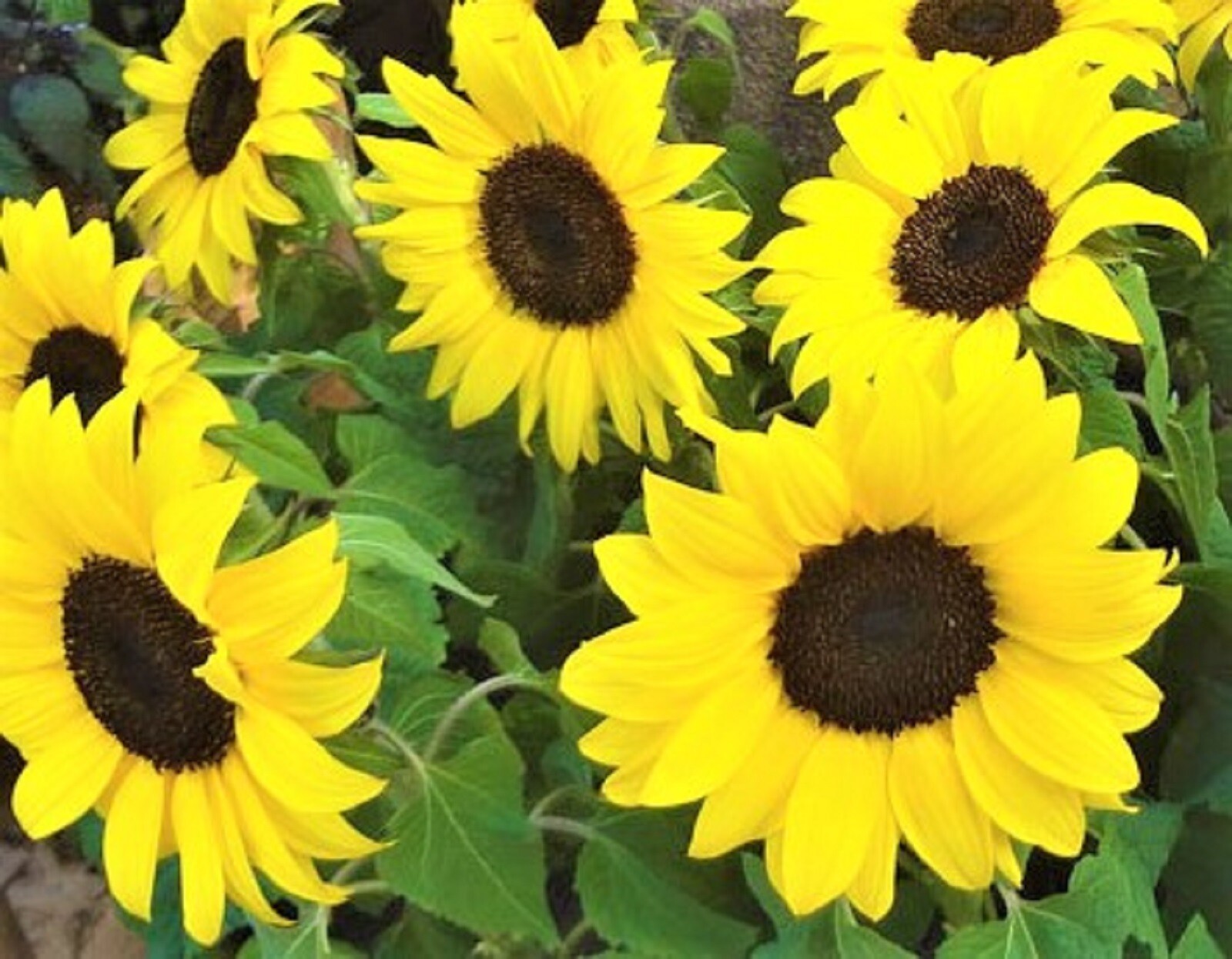 Lemon Queen Sunflower Seeds 50+ Seeds NON-GMO BUY 4 GET FREE SHIPPING