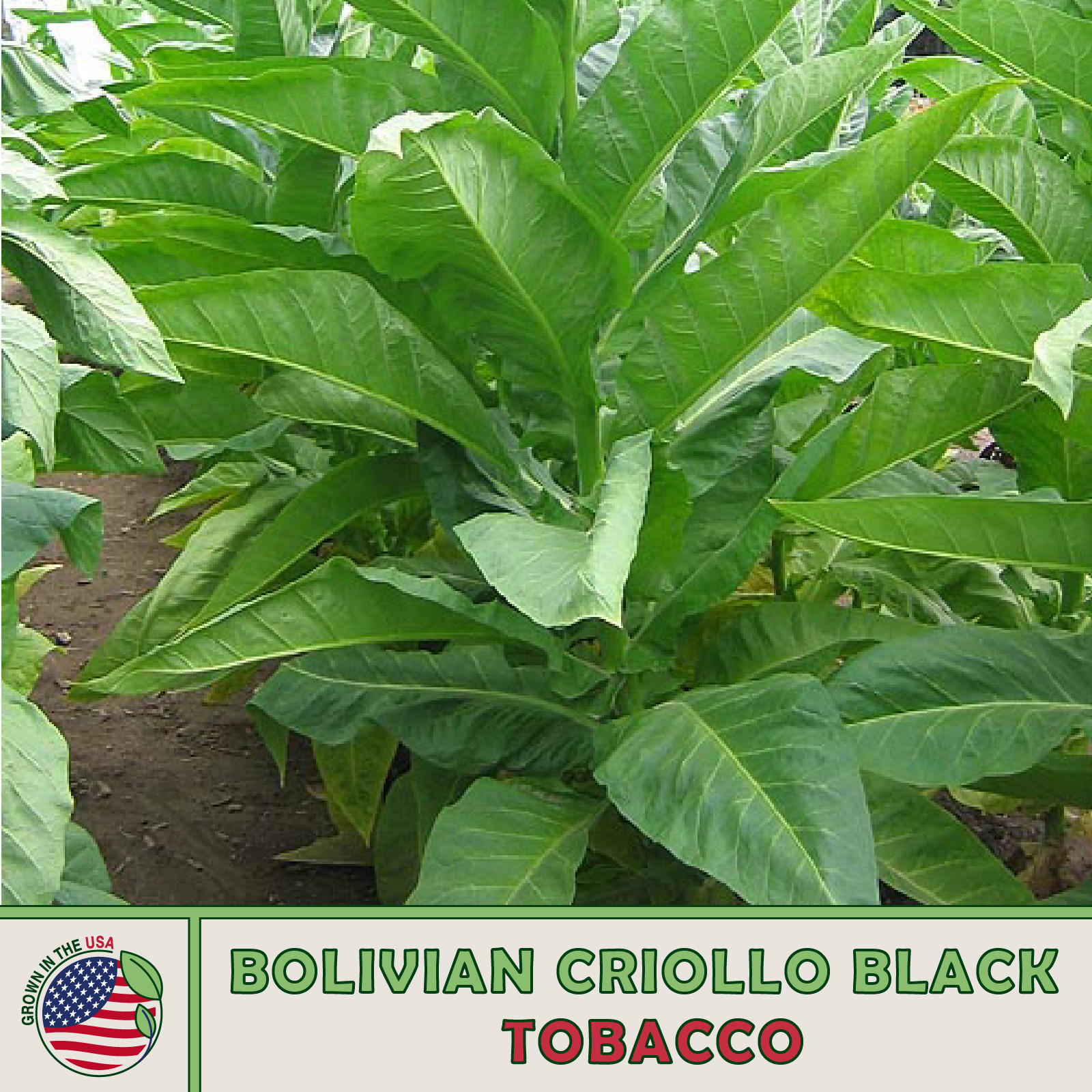 1000 Bolivian Criollo Black Tobacco Seeds, Heirloom, Non-GMO, Genuine USA
