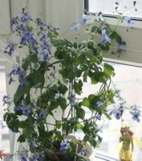 BLUE BUTTERFLY BUSH AKA BLUE WINGS Rooted Starter Plant Clerodendrum Ugandense