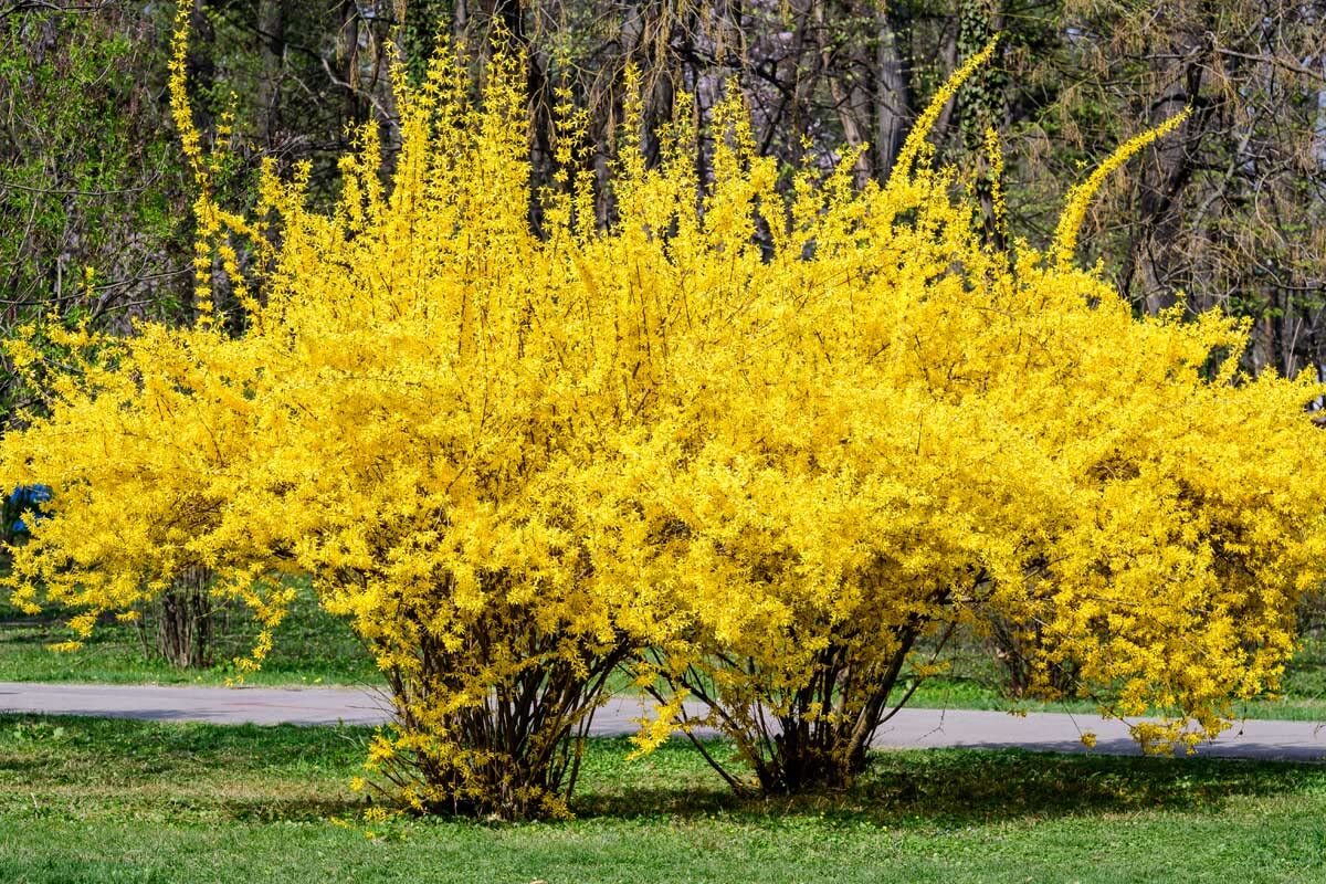 Weeping Forsythia Bush Seeds for Planting (50 Seeds) – Forsythia suspensa