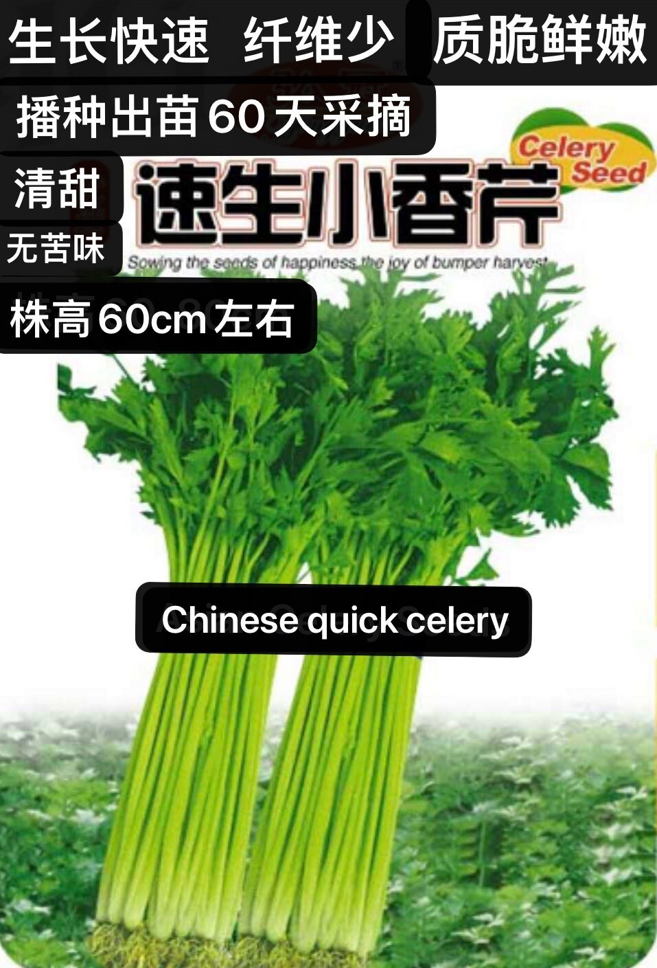 500Chinese quick celery seeds Kin-tsai Kunchoy Qincai Kinchay500粒速生小香芹（中芹中国芹菜）种子