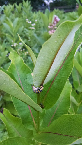 1000 Common Milkweed clay Seed Balls, Asclepias syriaca 2022 crop 90%germination