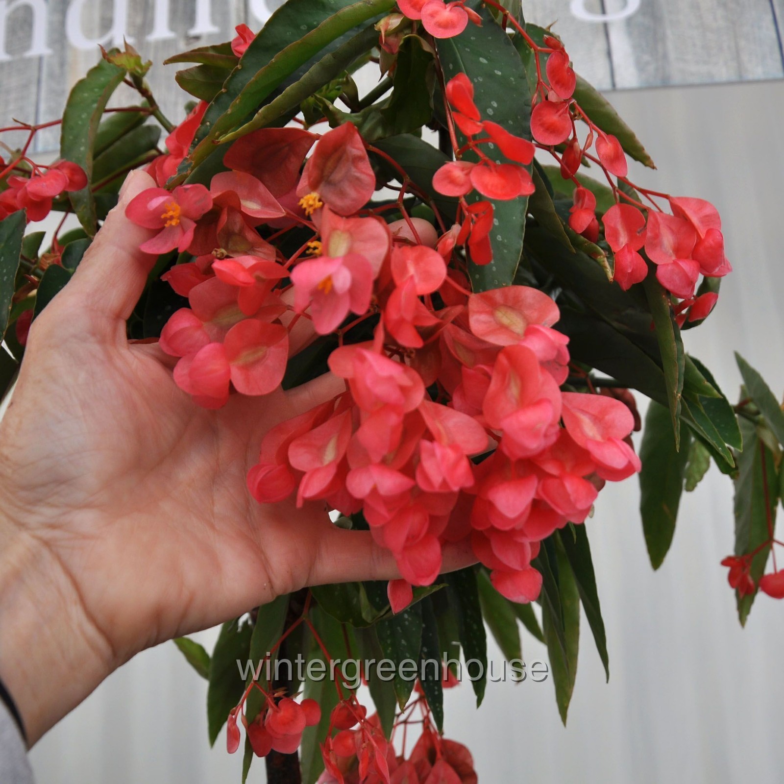 Begonia maculata Tamaya, Bamboo Cane Begonia, Container Size: 4.5″