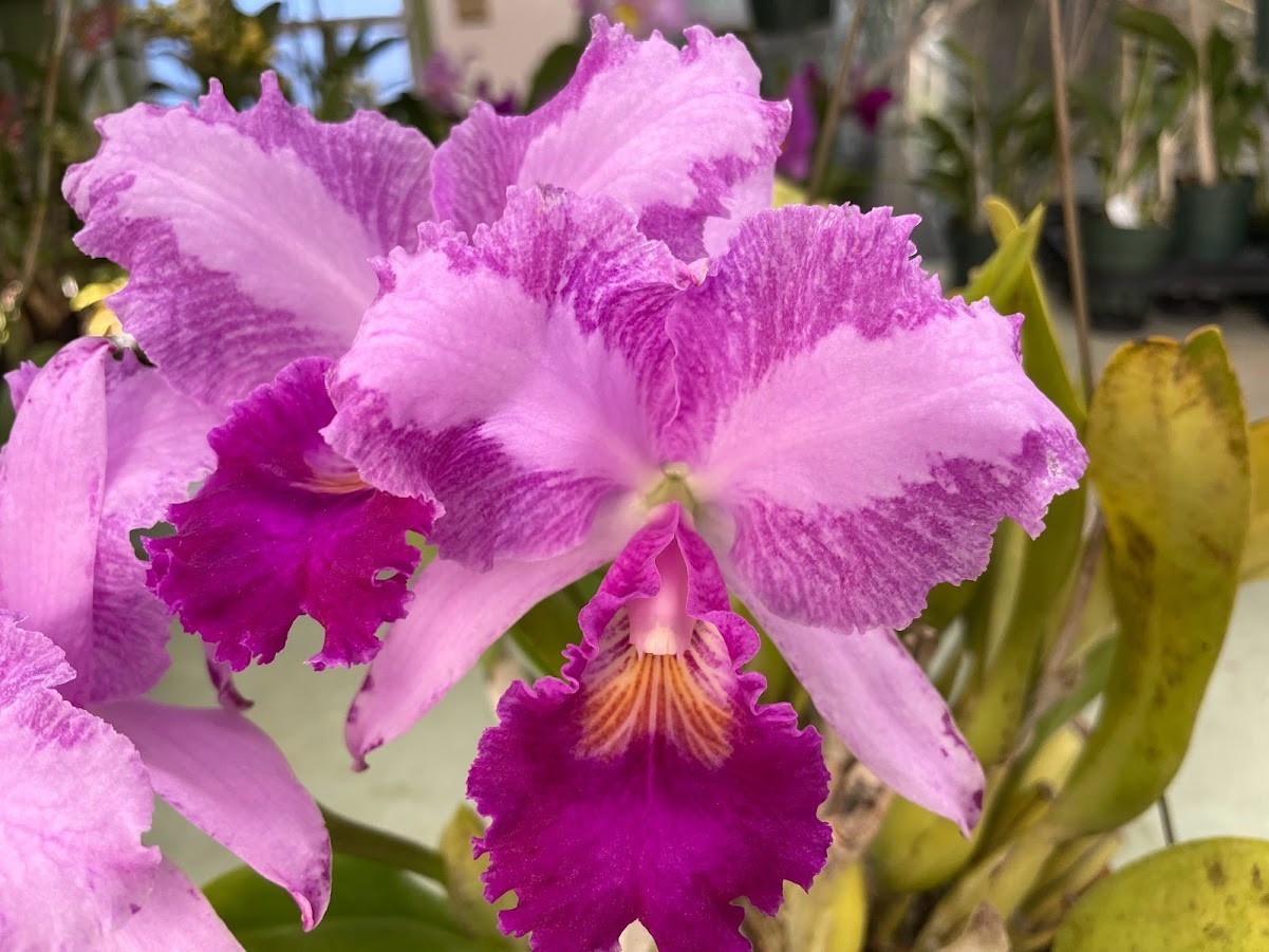 C. trianaei `Jungle Feather’ JC/AOS (A) Original Division Cattleya Orchid Plant