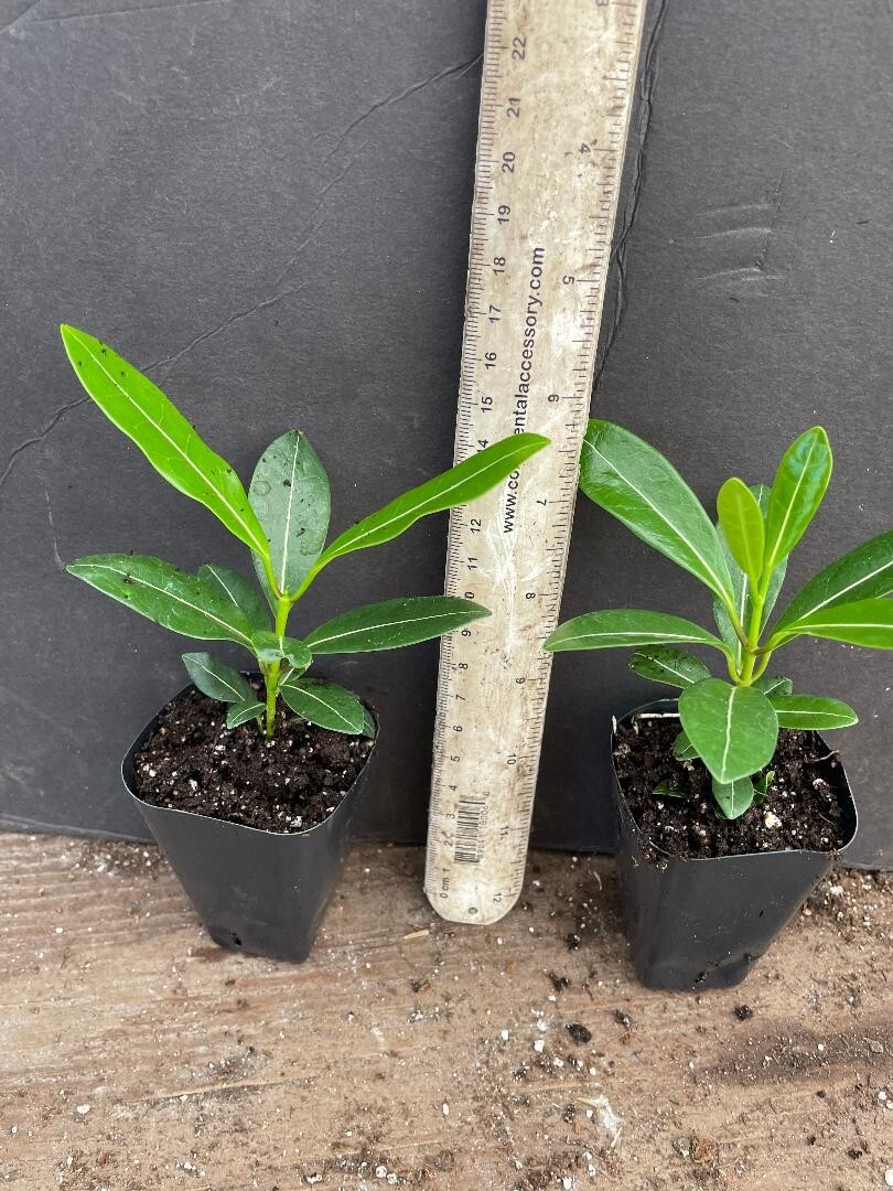Madagascar jasmine ~GREEN LEAF STEPHANOTIS ~Small Rooted STARTER Plant~Fragrant!