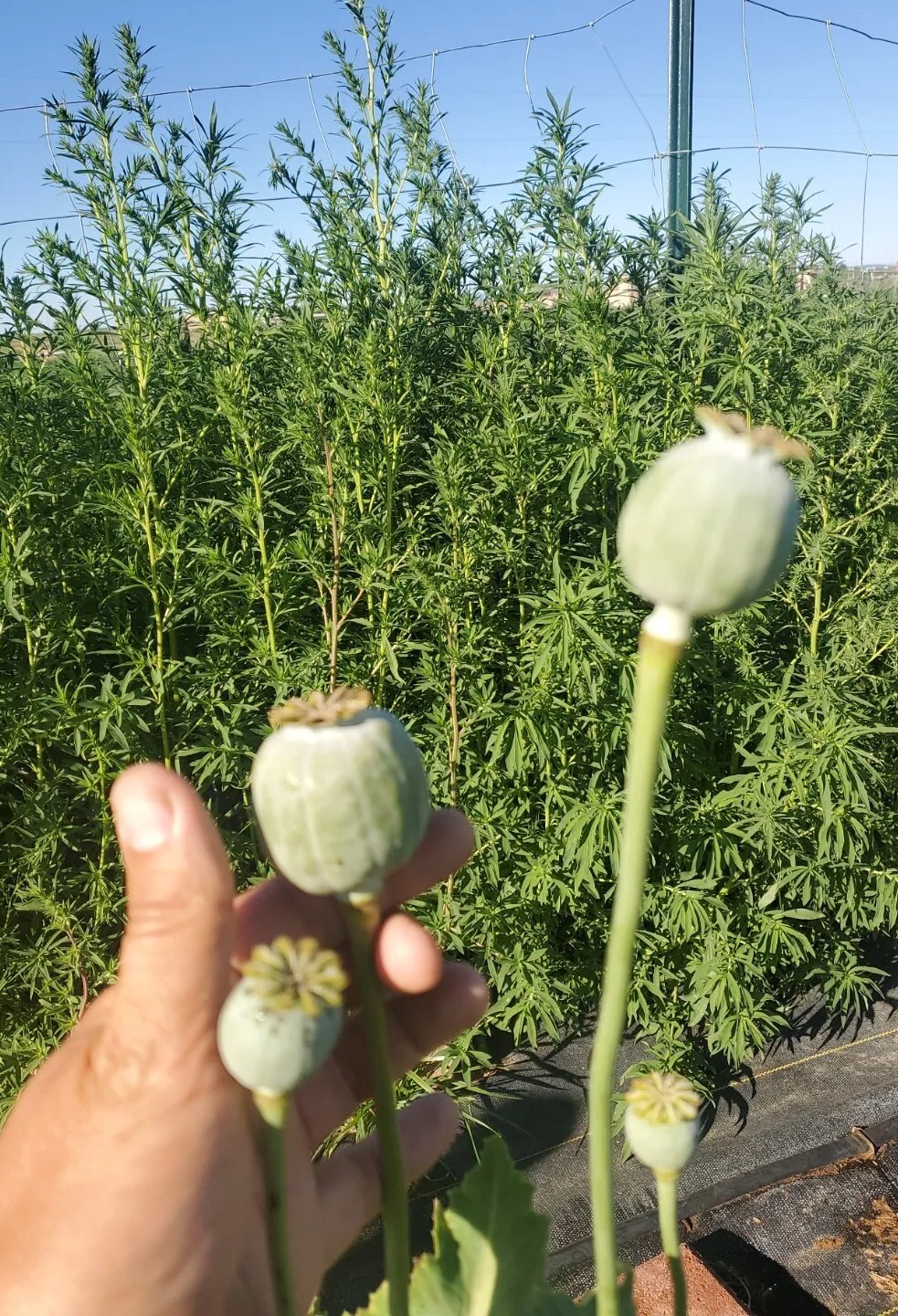 TRUE Galania Izmir Afghan Special Poppy Seeds 1500 Count Indoor/Outdoor