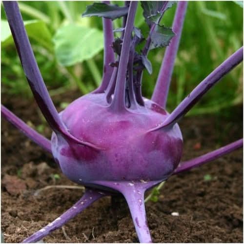 Purple Vienna Kohlrabi Seeds For Planting (Brassica oleracea)