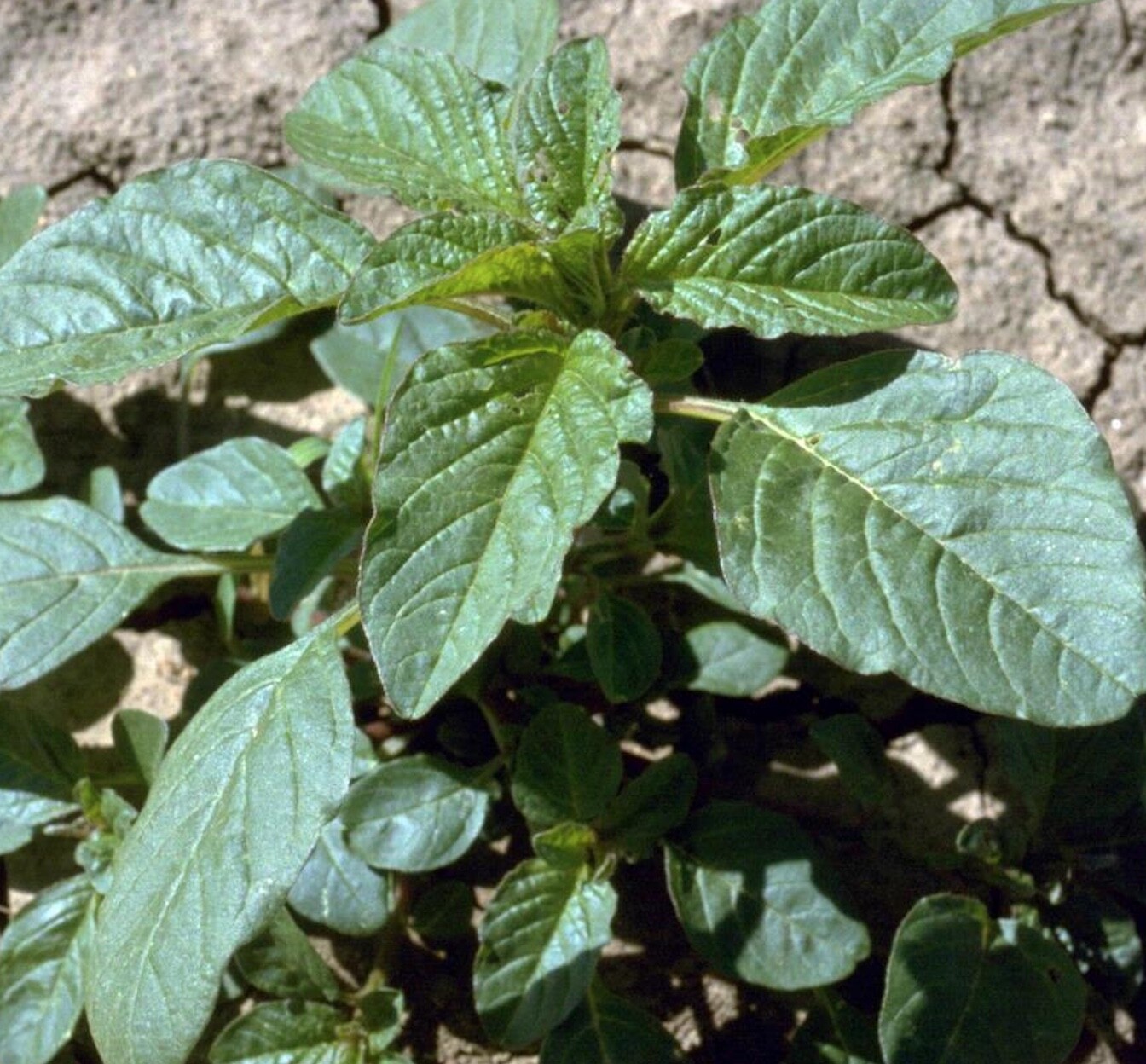 WILD Red Root Pigweed SEEDS~Amaranthus Retroflexus~Organic NGMO Herb/Fodder