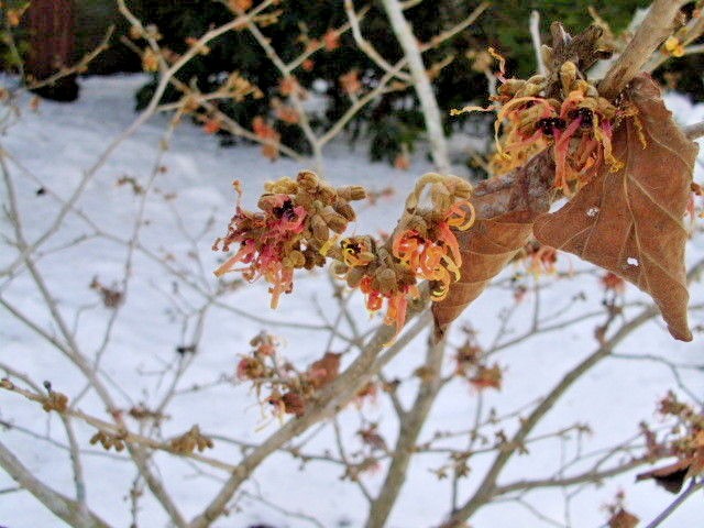 10 STRAWBERRIES AND CREAM WITCH HAZEL SEEDS – Hamamelis x intermedia