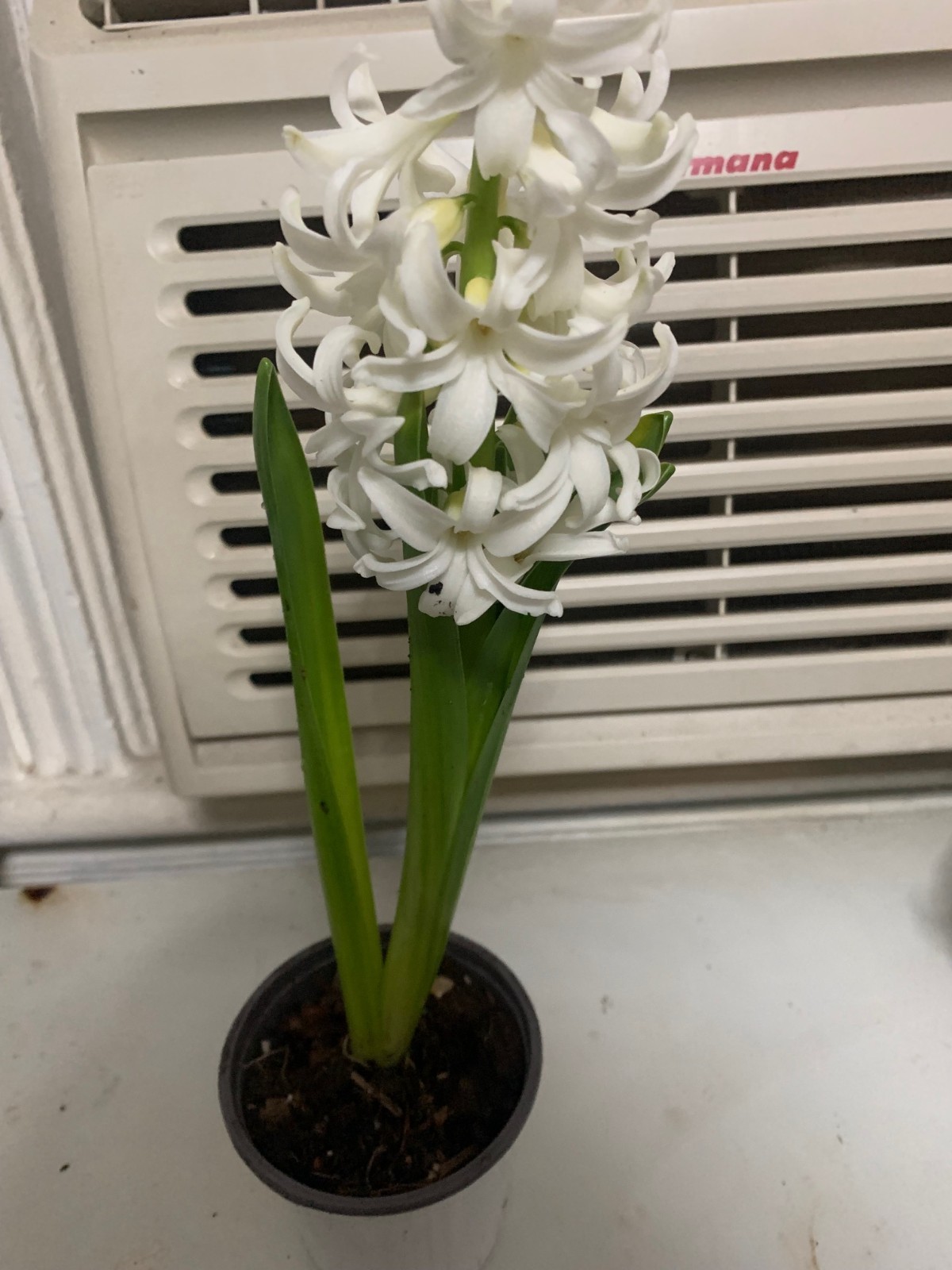 White Hyacinth 1 Plant Assorted Colors Healthy Rooted In pot Fast Shipping!!