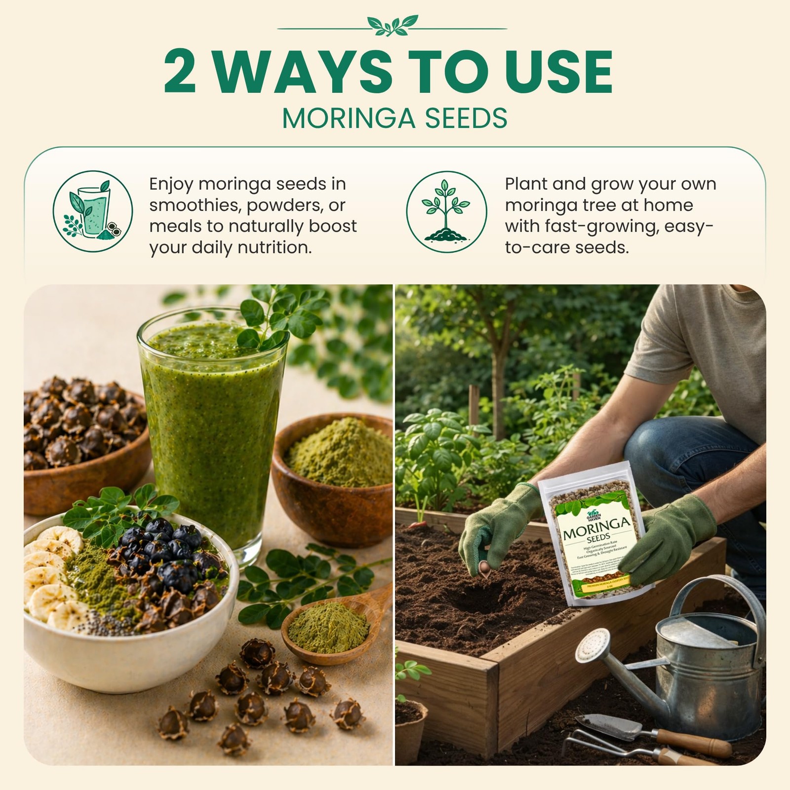 Moringa Seeds 2 oz (200+ Seeds) | PKM1 Premium Quality | Edible Green