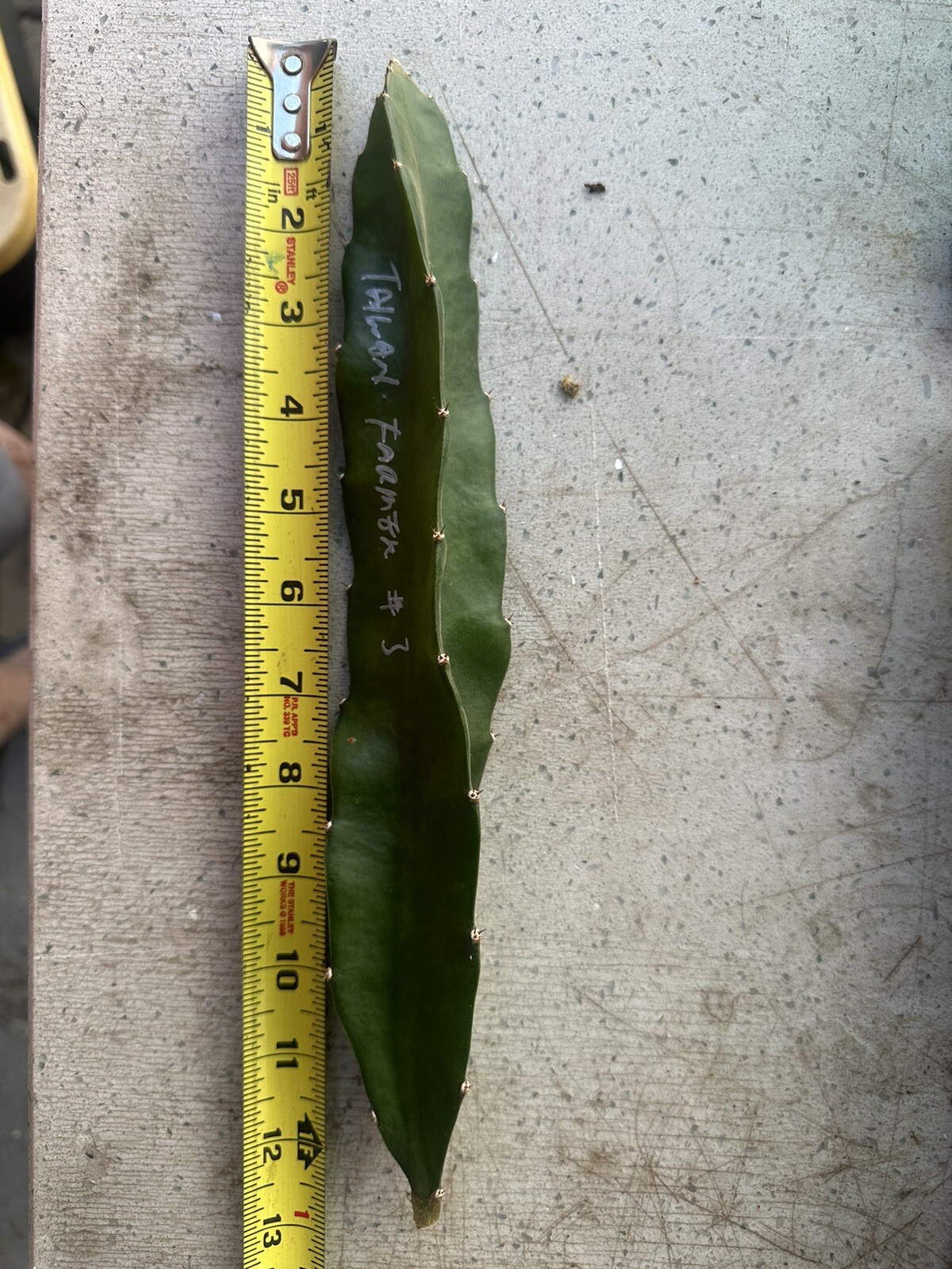 Rare Taiwan Farmer No. 3 台農3號 Dragon Fruit Cutting 10 To 15 Inch