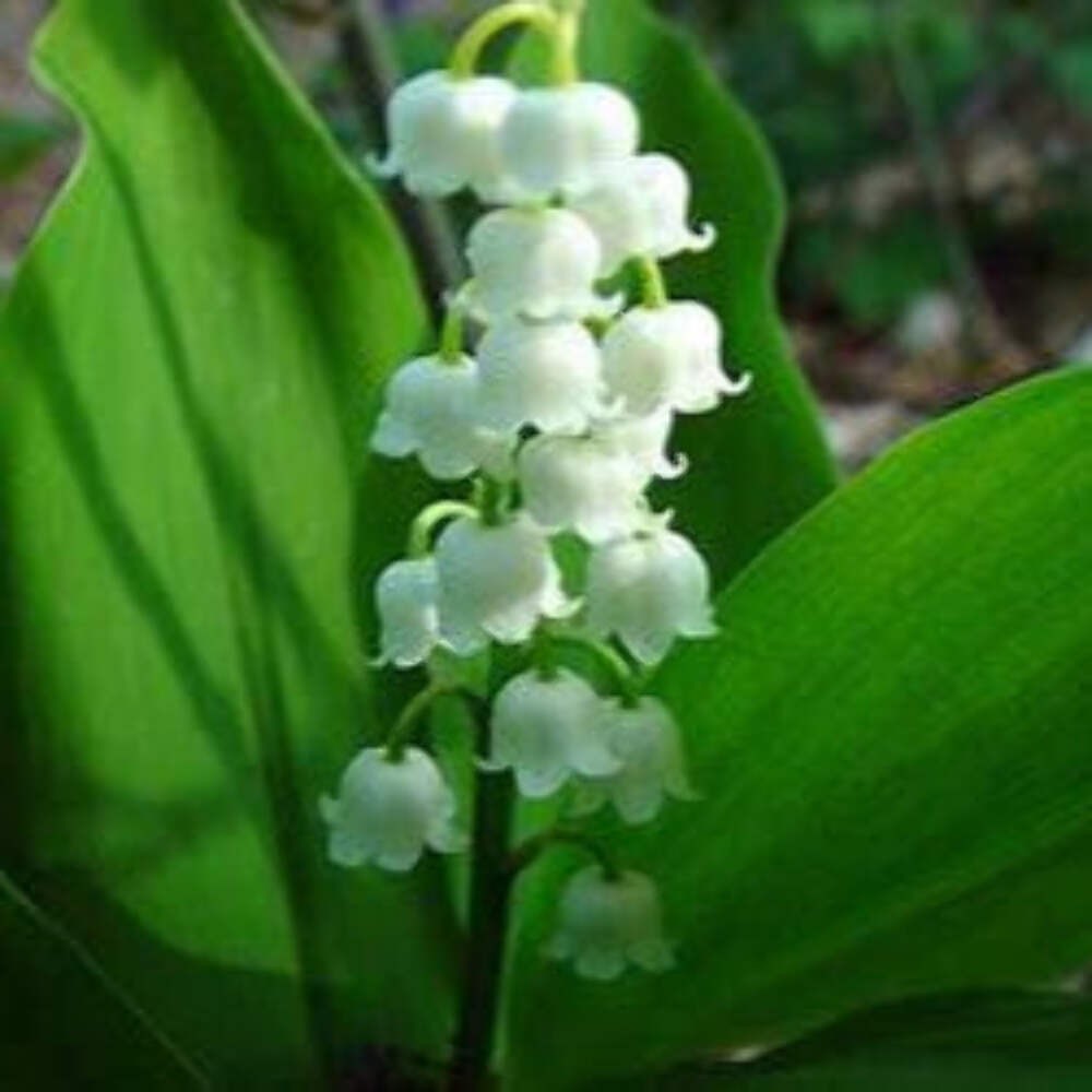 Steep Hill Garden Lily of the Valley – Fragrant Spring Blooms, Shade Loving Pips