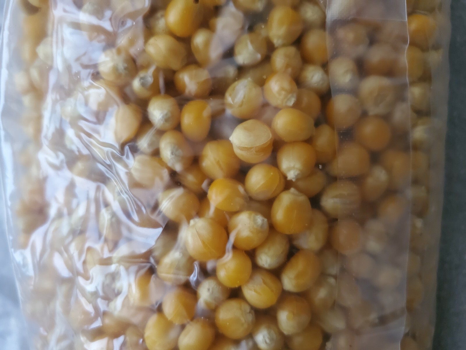3 Pound Sterilized Popcorn Mushroom Substrate With Gypsum