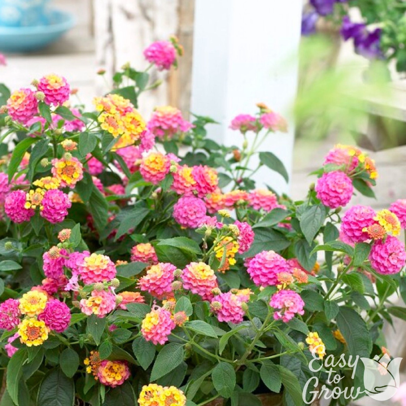 Lantana Tropic Pink Bird 2 Potted Plants – Rooted in Quart Pots, Easy to Grow