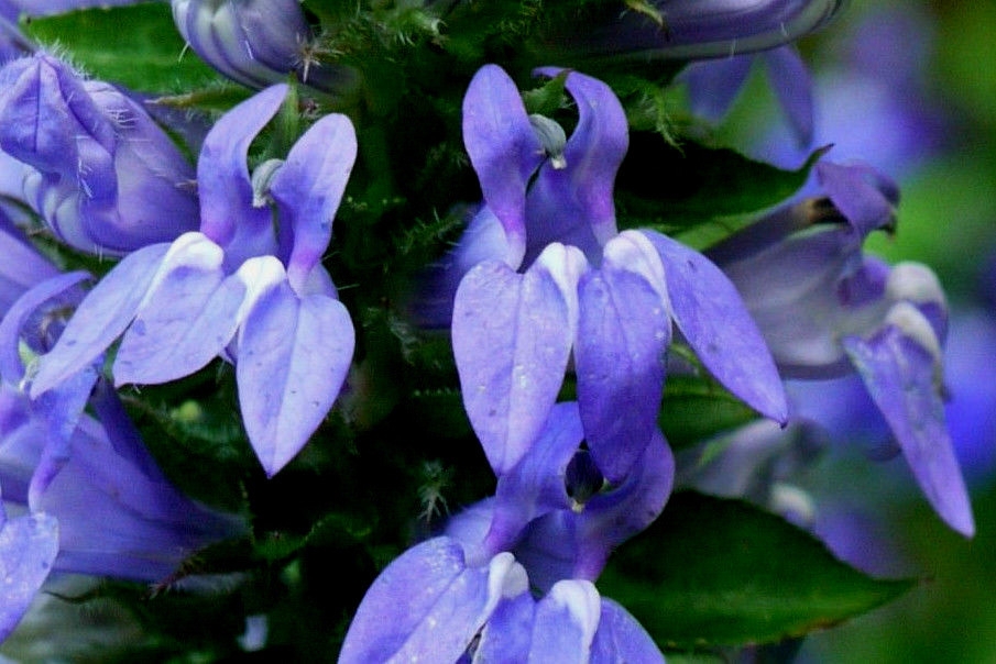Giant blue lobelia 253 SEEDS, LOBELIA SIPHILITICA hardy, EZ to grow, USA seller