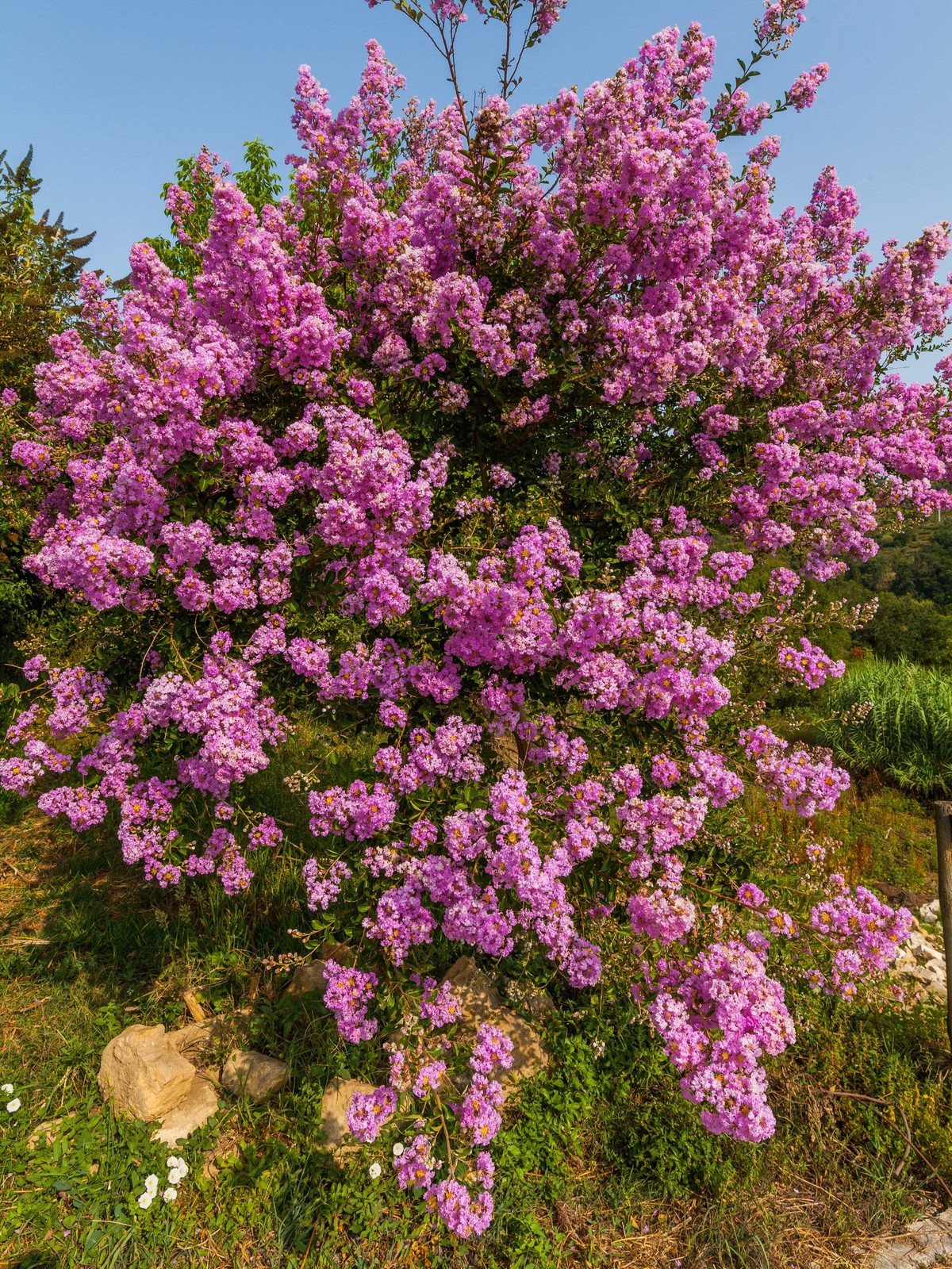 50 MIXED COLORS CREPE MYRTLE Lagerstroemia Indica Tree Shrub Flower Seeds