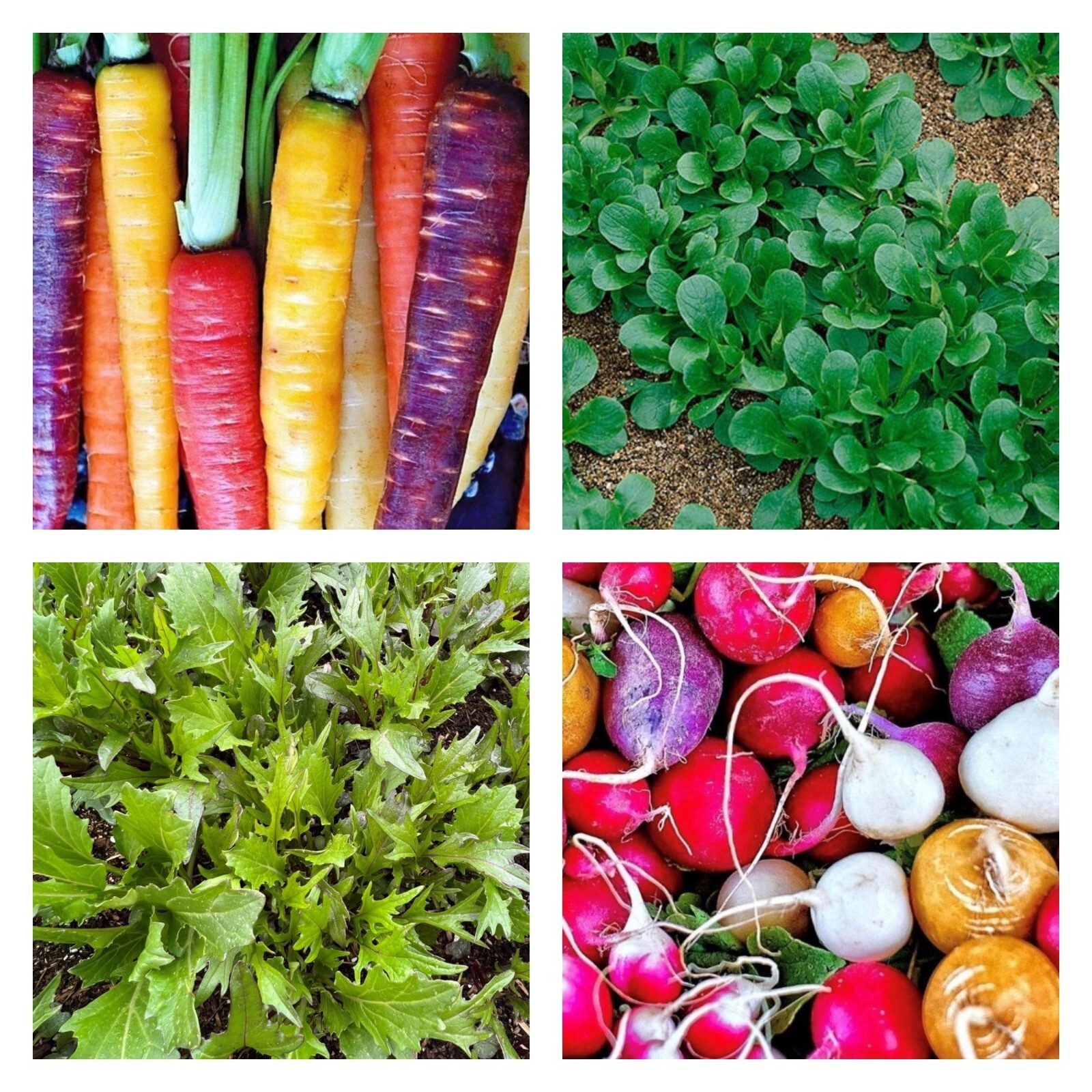 Salad Lover’s Collection | Seeds