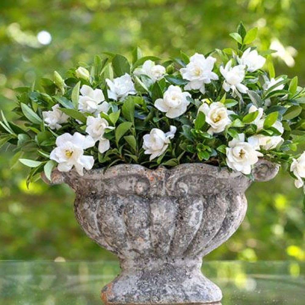 Flowering Evergreen Shrub with Fragrant White Blooms Full Sun to Part Shade Live